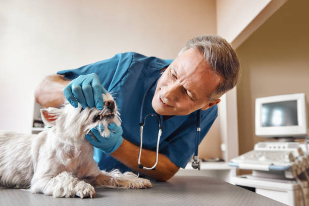 Best Pediatric Emergency Dentist in Decatur, TN